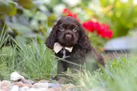 Denver, a male Cocker Spaniel for sale in Baltic, OH – 4 of 10