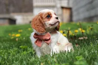 River, a male Cavalier King Charles Spaniel for sale in Baltic, OH – Photo 4 of 6