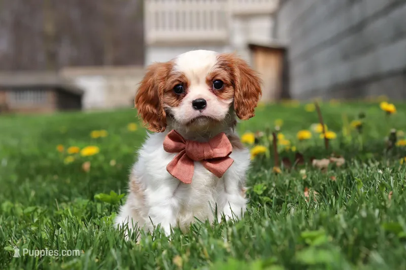 River – Cavalier King Charles Spaniel puppy for sale in Baltic, OH