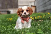 River, a male Cavalier King Charles Spaniel for sale in Baltic, OH – Photo 1 of 6