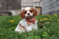 River, a male Cavalier King Charles Spaniel for sale in Baltic, OH – Photo 5 of 6