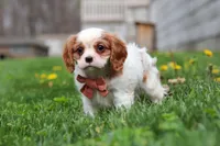 River, a male Cavalier King Charles Spaniel for sale in Baltic, OH – Photo 6 of 6