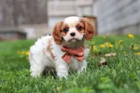 River, a male Cavalier King Charles Spaniel for sale in Baltic, OH – Photo 2 of 6