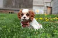 River, a male Cavalier King Charles Spaniel for sale in Baltic, OH – Photo 3 of 6