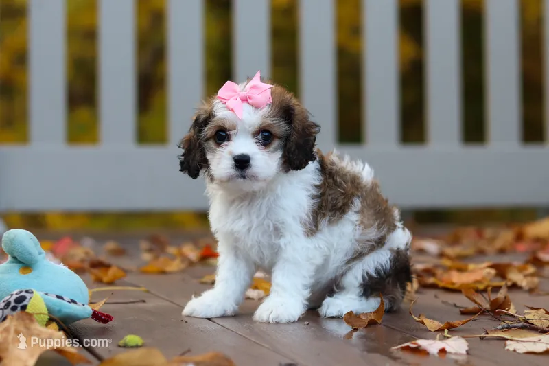 Bella – Cavachon puppy for sale in Baltic, OH