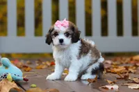 Bella, a female Cavachon for sale in Baltic, OH – 1 of 9
