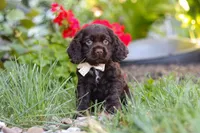Denver, a male Cocker Spaniel for sale in Baltic, OH – 2 of 10