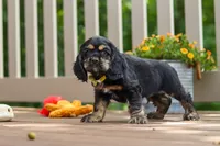 Bentley, a male Cocker Spaniel for sale in Baltic, OH – 3 of 6