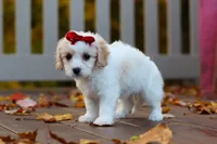 Lily, a female Cavachon for sale in Baltic, OH – 2 of 9