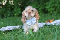 Clark, a male Cocker Spaniel for sale in Baltic, OH – 2 of 6