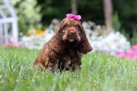 Daisy, a female Cocker Spaniel for sale in Baltic, OH – 2 of 7