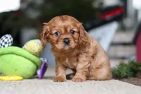 Mochi, a female Cavalier King Charles Spaniel for sale in Baltic, OH – Photo 2 of 6