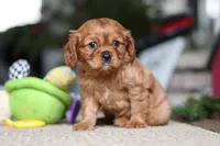 Mochi, a female Cavalier King Charles Spaniel for sale in Baltic, OH – Photo 5 of 6