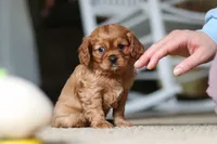 Mochi, a female Cavalier King Charles Spaniel for sale in Baltic, OH – Photo 1 of 6
