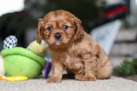 Mochi, a female Cavalier King Charles Spaniel for sale in Baltic, OH – Photo 3 of 6