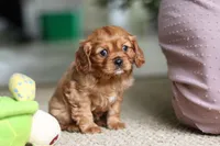 Mochi, a female Cavalier King Charles Spaniel for sale in Baltic, OH – Photo 4 of 6