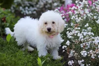 Nala, a female Bichon Frise for sale in Baltic, OH – 6 of 6