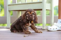 Nash, a male Cocker Spaniel for sale in Baltic, OH – 3 of 6