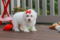 Nala, a female Bichon Frise for sale in Baltic, OH – 5 of 5