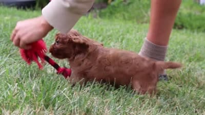 Ollie, a male Cavalier King Charles Spaniel for sale in Baltic, OH – 9 of 9