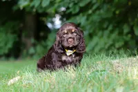 Lincoln, a male Cocker Spaniel for sale in Baltic, OH – 4 of 6