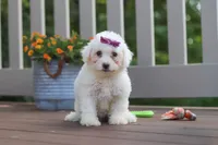 Remi, a female Bichon Frise for sale in Baltic, OH – 3 of 5