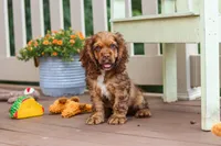 Milo, a male Cocker Spaniel for sale in Baltic, OH – 5 of 8