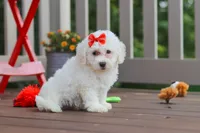 Nala, a female Bichon Frise for sale in Baltic, OH – 4 of 5