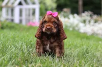 Daisy, a female Cocker Spaniel for sale in Baltic, OH – 5 of 7