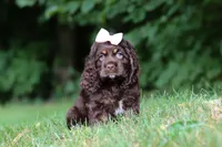Ava, a female Cocker Spaniel for sale in Baltic, OH – 6 of 8
