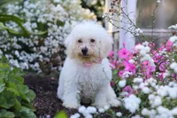 Nala, a female Bichon Frise for sale in Baltic, OH – 4 of 6