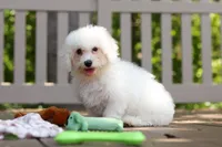 Fern, a female Bichon Frise for sale in Baltic, OH – 3 of 7