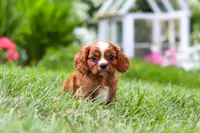 Ollie, a male Cavalier King Charles Spaniel for sale in Baltic, OH – 5 of 9