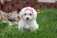 Aspen, a female Bichon Frise for sale in Baltic, OH – Photo 3 of 5