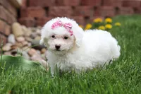 Aspen, a female Bichon Frise for sale in Baltic, OH – Photo 4 of 5