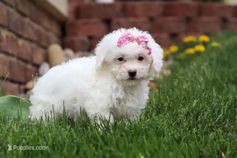 Aspen – Bichon Frise puppy for sale in Baltic, OH