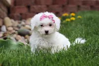 Aspen, a female Bichon Frise for sale in Baltic, OH – Photo 2 of 5
