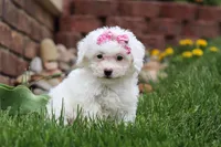 Aspen, a female Bichon Frise for sale in Baltic, OH – Photo 5 of 5