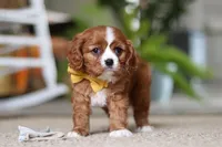 Wren, a male Cavalier King Charles Spaniel for sale in Baltic, OH – Photo 7 of 7