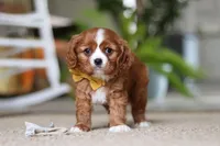 Wren, a male Cavalier King Charles Spaniel for sale in Baltic, OH – Photo 6 of 7