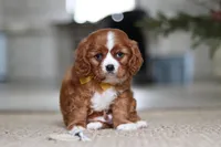 Wren, a male Cavalier King Charles Spaniel for sale in Baltic, OH – Photo 4 of 7
