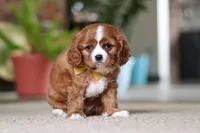 Wren, a male Cavalier King Charles Spaniel for sale in Baltic, OH – Photo 1 of 7