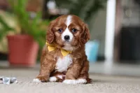 Wren, a male Cavalier King Charles Spaniel for sale in Baltic, OH – Photo 2 of 7