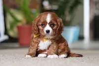 Wren, a male Cavalier King Charles Spaniel for sale in Baltic, OH – Photo 3 of 7