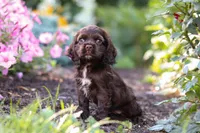 Harlow, a female Cocker Spaniel for sale in Baltic, OH – 2 of 7