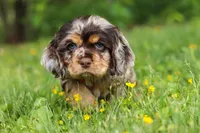Asher, a male Cocker Spaniel for sale in Baltic, OH – 2 of 8