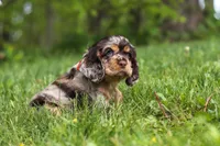 Asher, a male Cocker Spaniel for sale in Baltic, OH – 6 of 8
