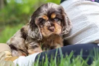 Asher, a male Cocker Spaniel for sale in Baltic, OH – 4 of 8