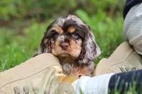 Asher, a male Cocker Spaniel for sale in Baltic, OH – 3 of 8