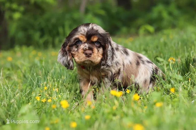 Asher – Cocker Spaniel puppy for sale in Baltic, OH